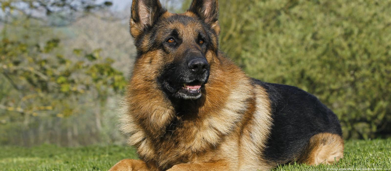 Can German Shepherds Be Inside Dogs