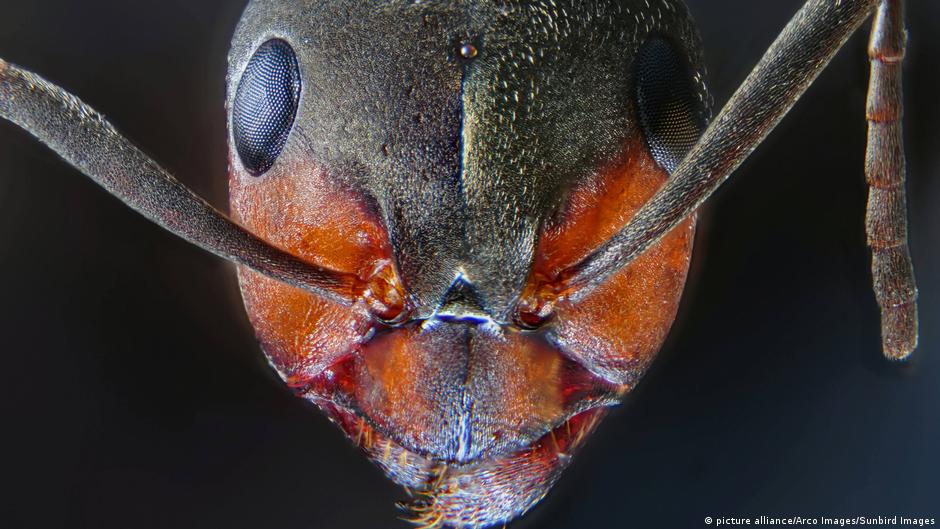 Arti Kata Mati Semut Karena Gula / Jangan khawatir, tafsir mimpi akan memberitahukan kepadamu