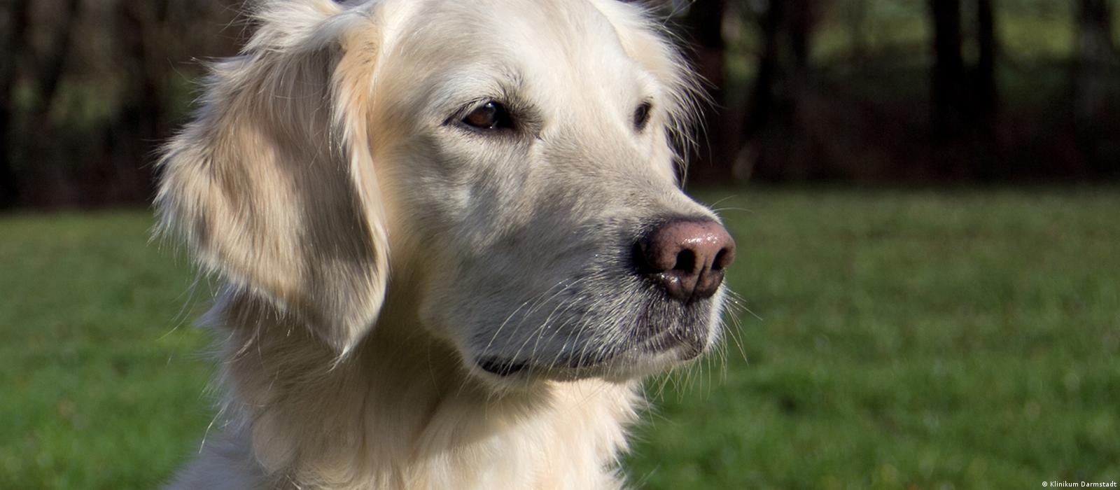 Are Drug Sniffing Dogs Trained To Smell Mushrooms