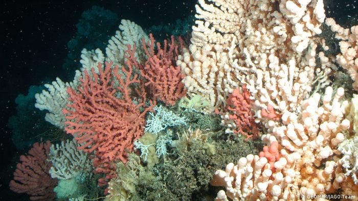 Coldwater corals Tough times ahead in a warming climate