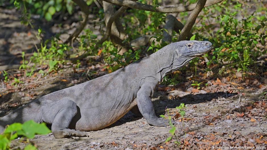 Biawak Komodo Makan Manusia Konflik Komodo Dengan Manusia Di Taman