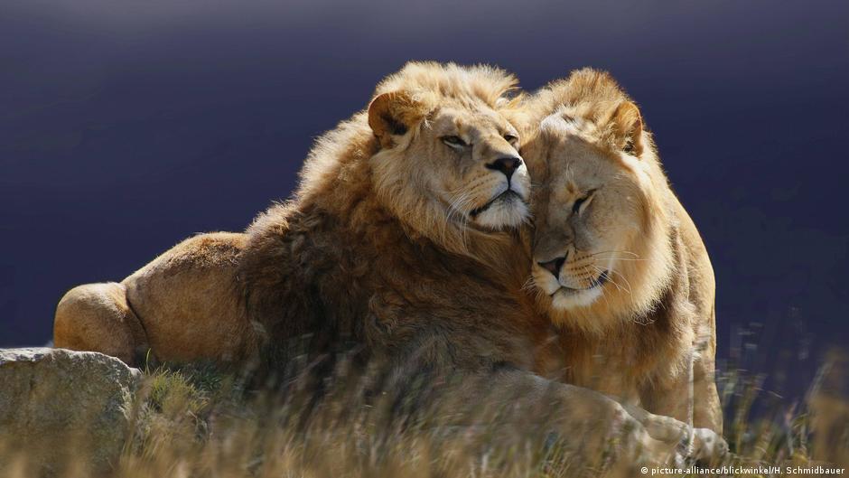Lions An apex predator under threat DW 04/20/2018