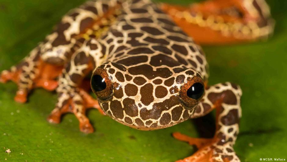 Latinoamérica descubren nuevas especies de flora y fauna DW 30/08/2017