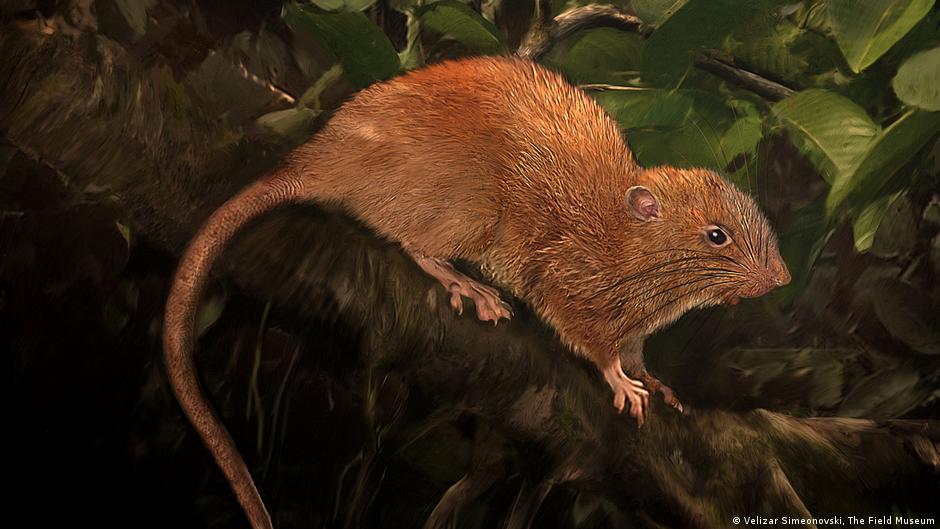 Giant coconuteating rat found in Solomon Islands DW 09/27/2017