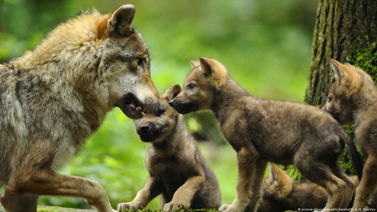 Are Wolf Dogs Legal In Florida