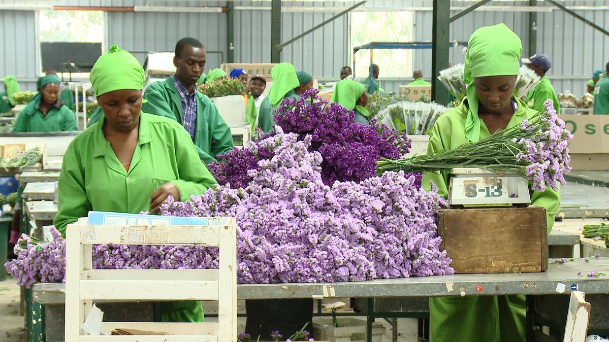 How To Start A Flower Export Business In Kenya Best Flower Site