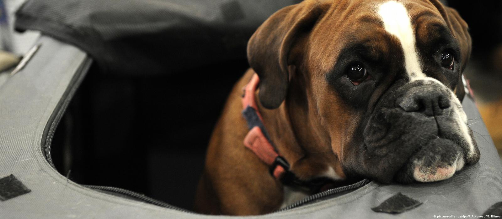 What Dog Breeds Are Banned In Germany