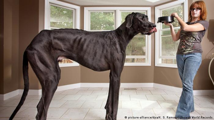 World′S Biggest Dog Show Takes Place In Leipzig | Lifestyle | Dw | 08.11.2017