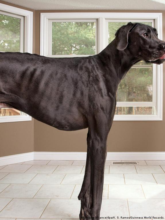 Top 20 Largest Dog Breeds Forbes Advisor, 53 OFF