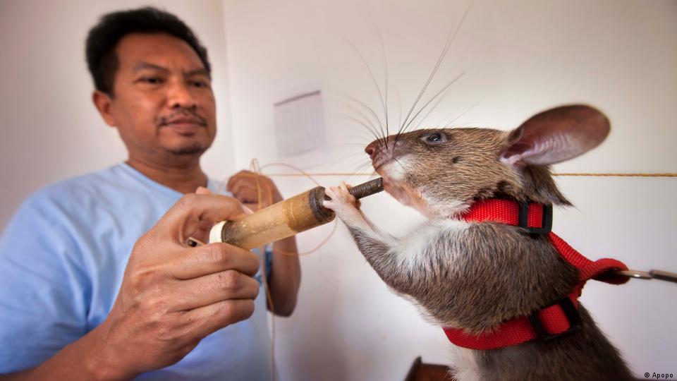 Is Hunting Rats With Dogs Illegal
