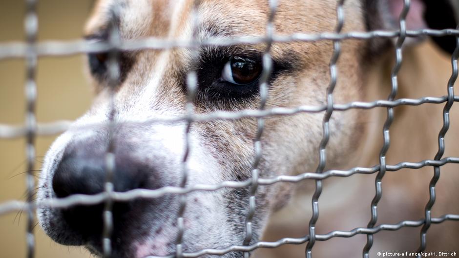 Top 8 What Kind Of Dog Was In Next Friday Lastest Updates 10/2022