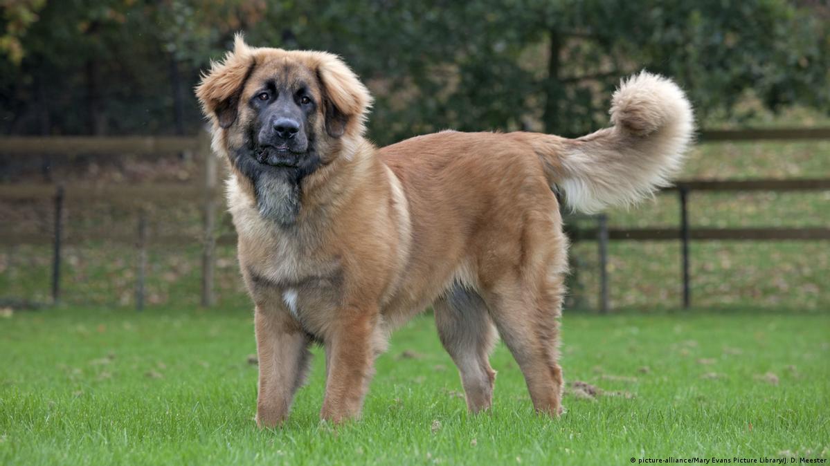 Dog Breeds With Names