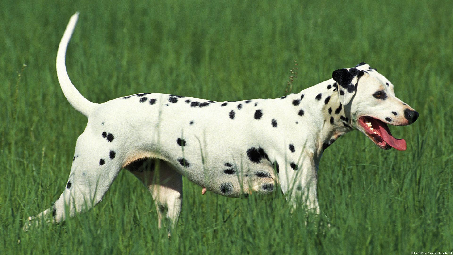 All Types Of Dogs With Names