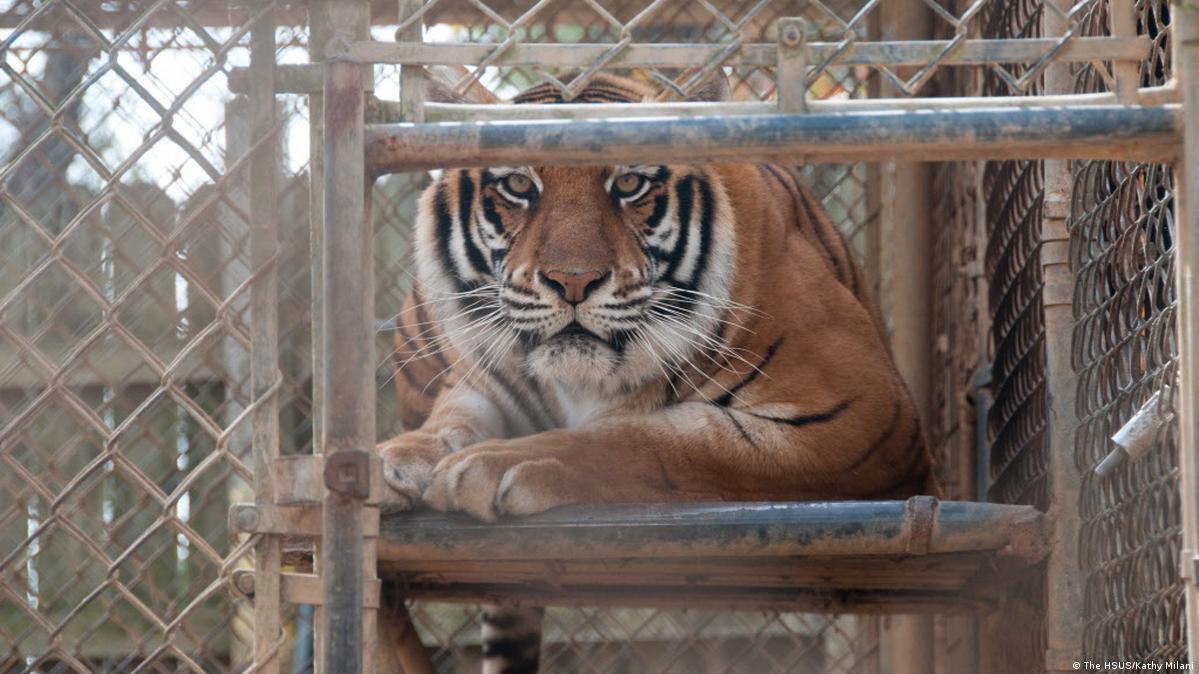 Tigers in Texas DW 06/28/2018