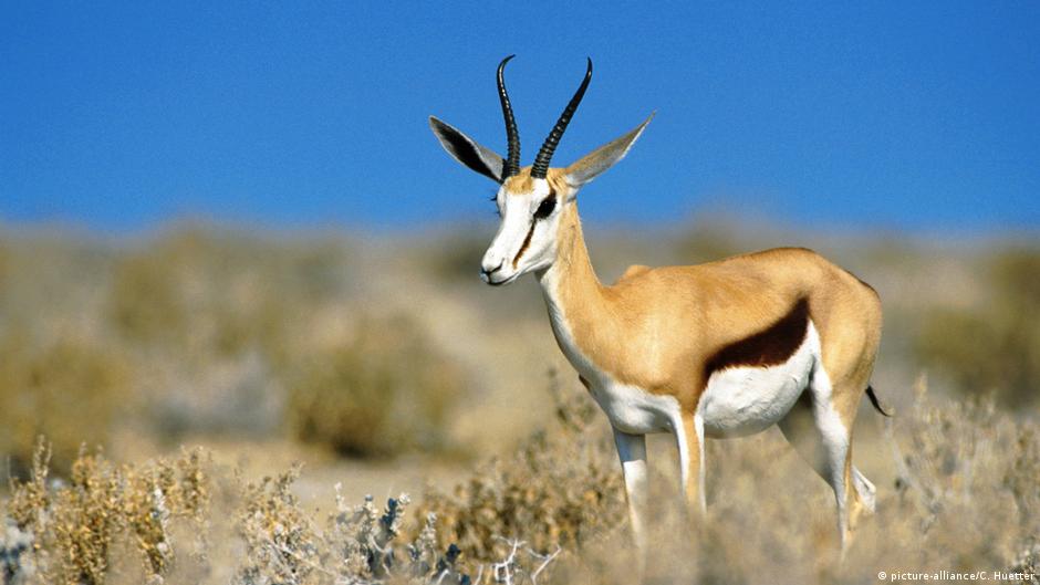 Why do animal horns vary so greatly? DW 11/22/2019