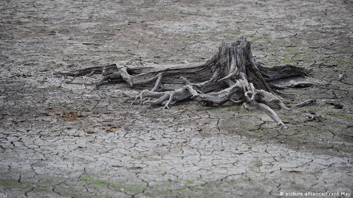 How To Save A Dying Tree From Lack Of Water How To Save A Dying Tree