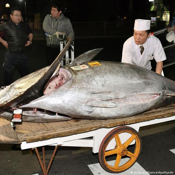 Giant Bluefin Tuna World Record