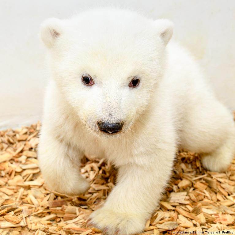 Gender Of Berlin Zoo's Adorable Baby Polar Bear Finally Revealed As He