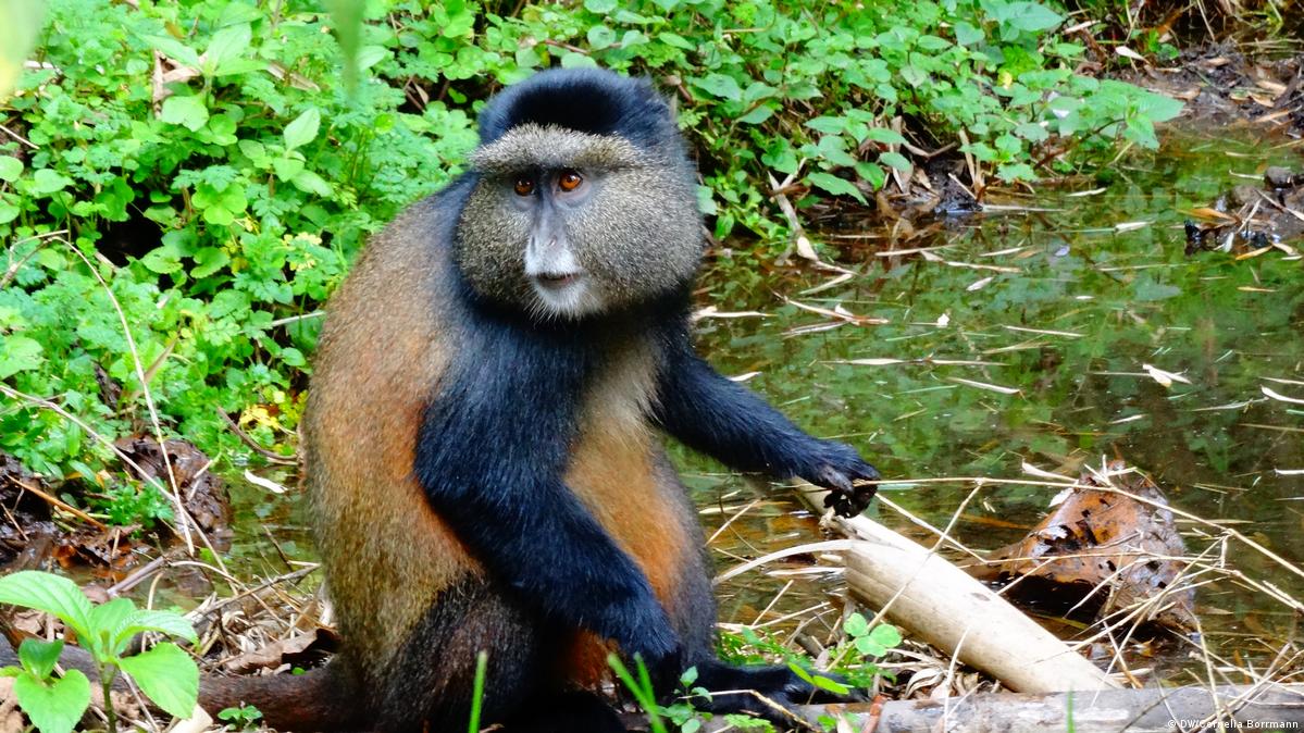 The cooking stoves protecting Rwanda's golden monkeys DW 03/05/2019