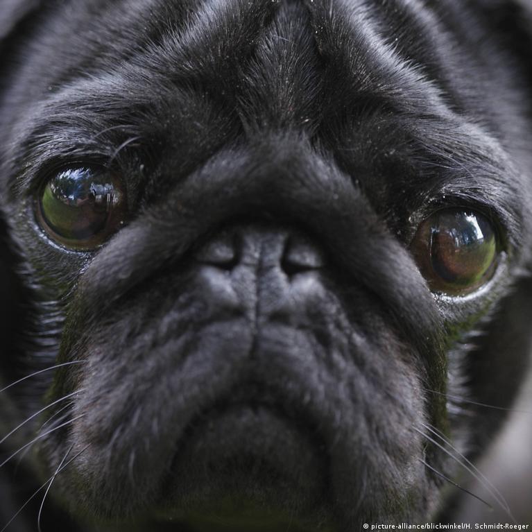 Can You Sell A Dog On Ebay