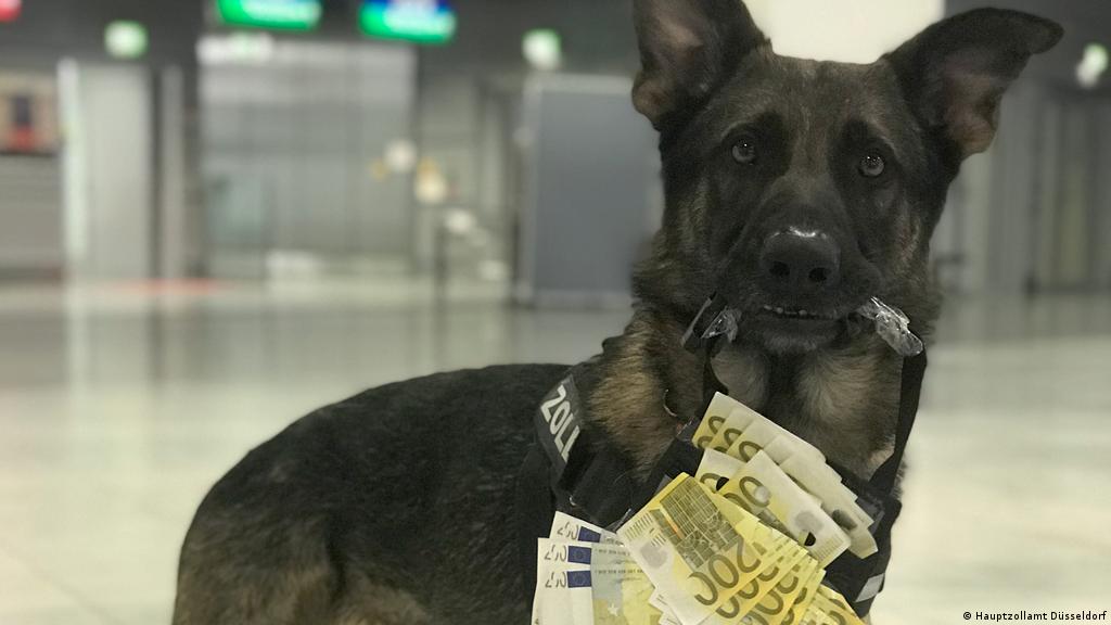 Can Police Dogs Smell Money