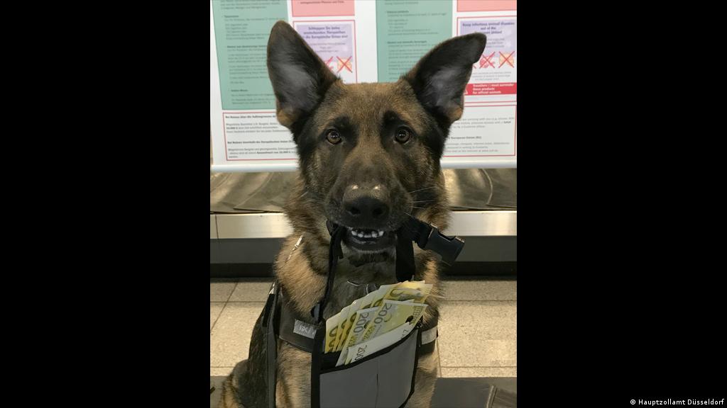 Can Police Dogs Smell Money