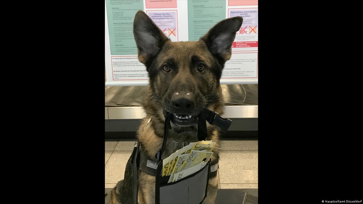 Can Dogs Smell Money