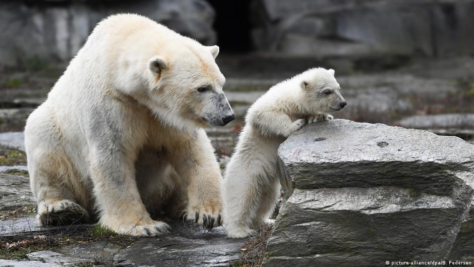 Berlin's new baby polar bear makes public debut DW 03/16/2019