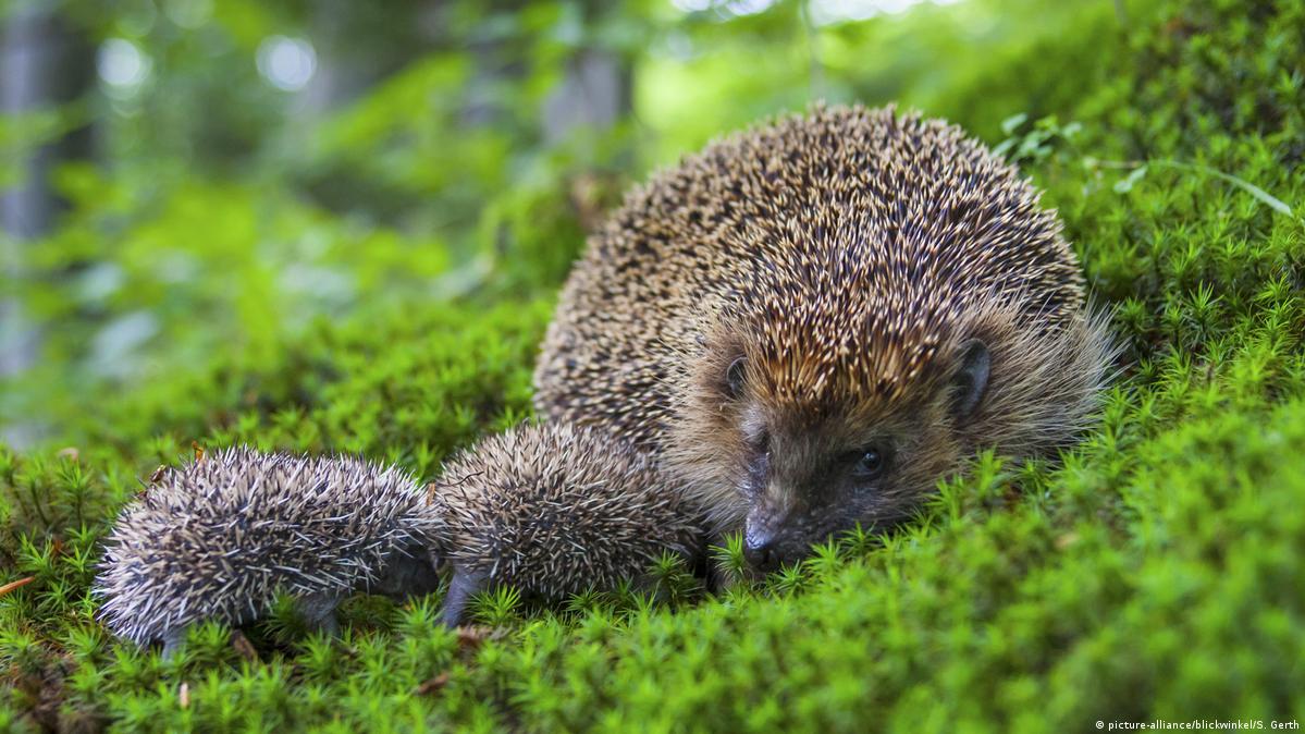 Hedgehogs threatened by loss of habitat and food DW 05/08/2019