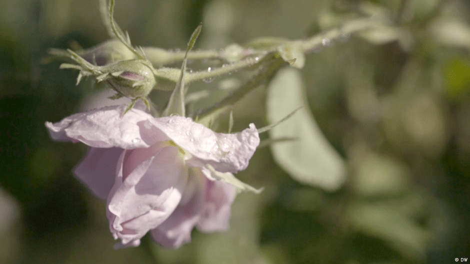 The Valley of Roses DW 04/04/2020