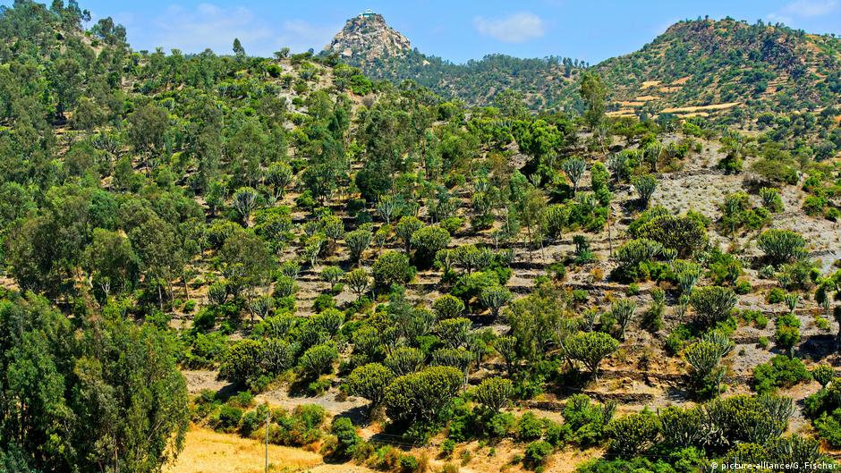 Are trees the answer to climate change? DW 08/08/2019