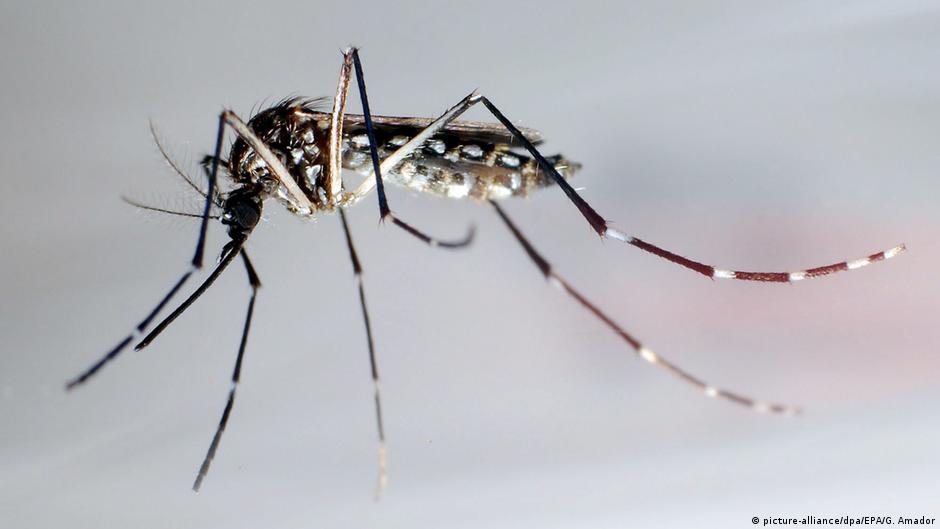 Mosquitos transgênicos estão se reproduzindo no Brasil DW 13/09/2019