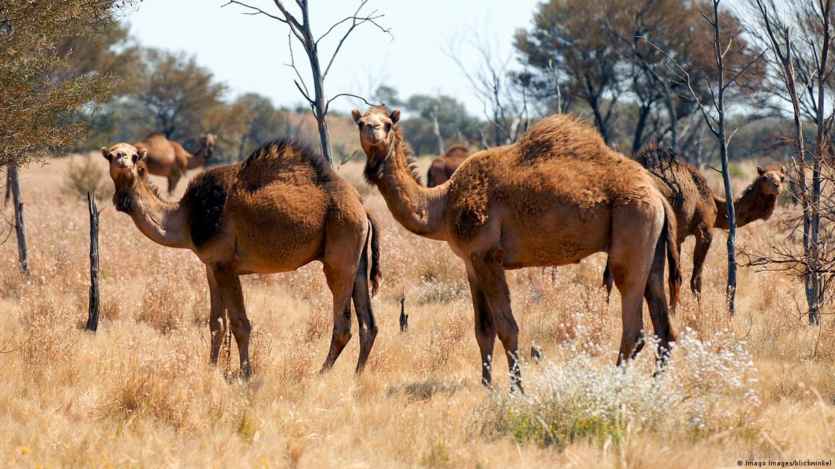 Australia to cull 10,000 camels with snipers DW 01/09/2020