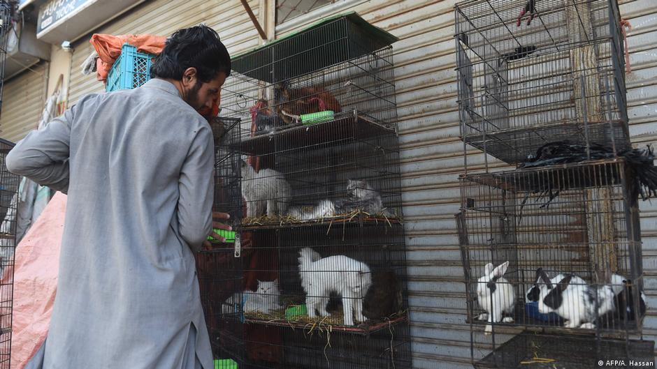 Pakistan Rising cases of animal cruelty anger activists DW 08/06/2020