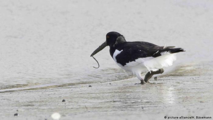 Geier, Huhn Und Spatz: Deutsche Redewendungen Um Vögel | Meet The Germans | Dw | 30.06.2021 394_x_700_jpg