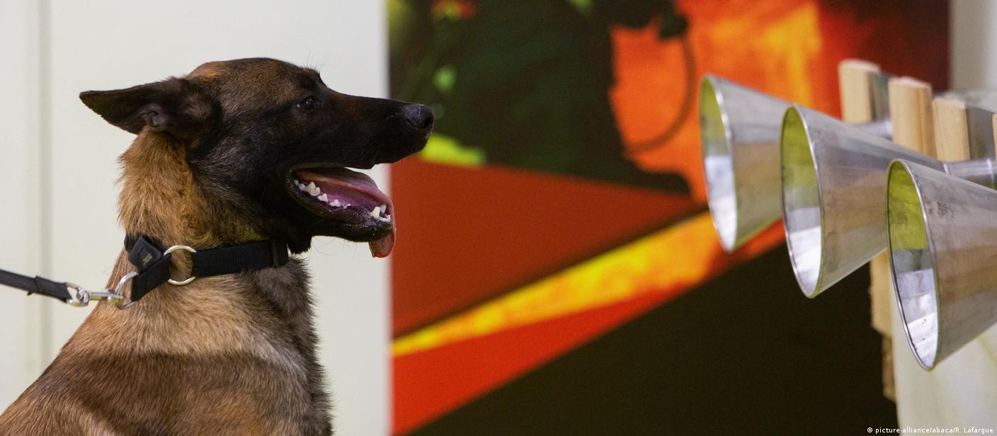 What Are K9 Dogs Trained To Smell