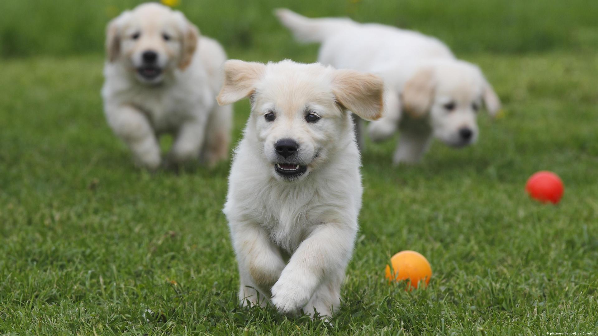 How Much Is Dog Tax In Germany