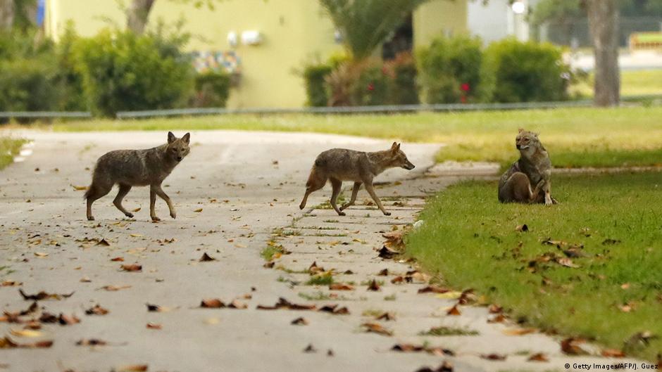 Feeding wild jackals DW 06/10/2020