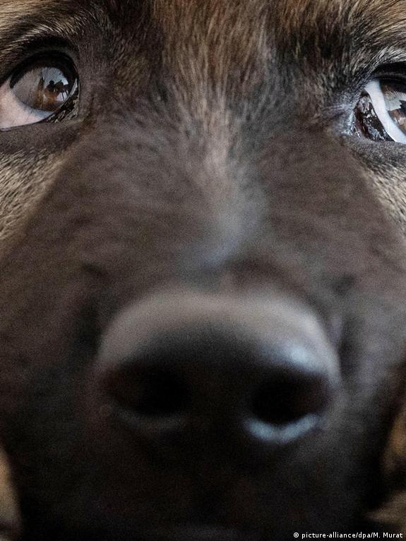 How Much Is Dog Tax In Germany