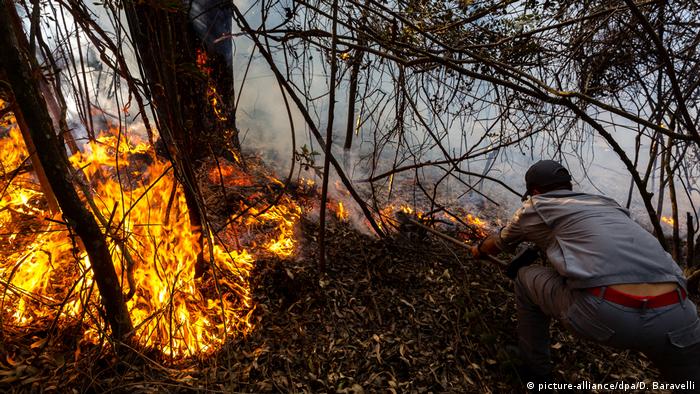 Dramatischer RegenwaldVerlust am Amazonas Aktuell Amerika DW 02.