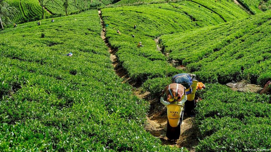 Sri Lanka′s Ceylon tea workers live under a legacy of exploitation