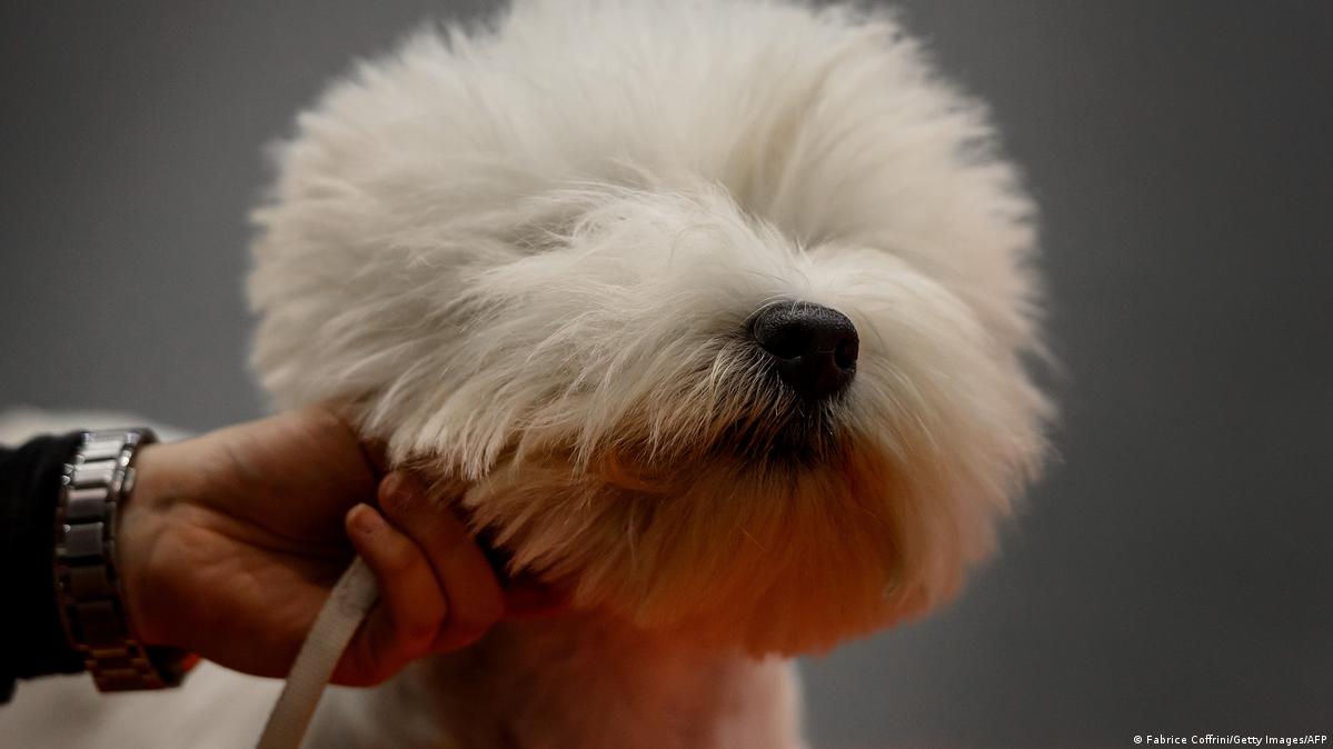 Are Dogs Broughtinto The Uk Put Into Quarantine