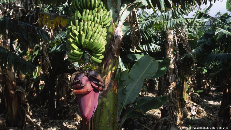 ¿Cuánto debe costar una banana? DW 16/11/2020