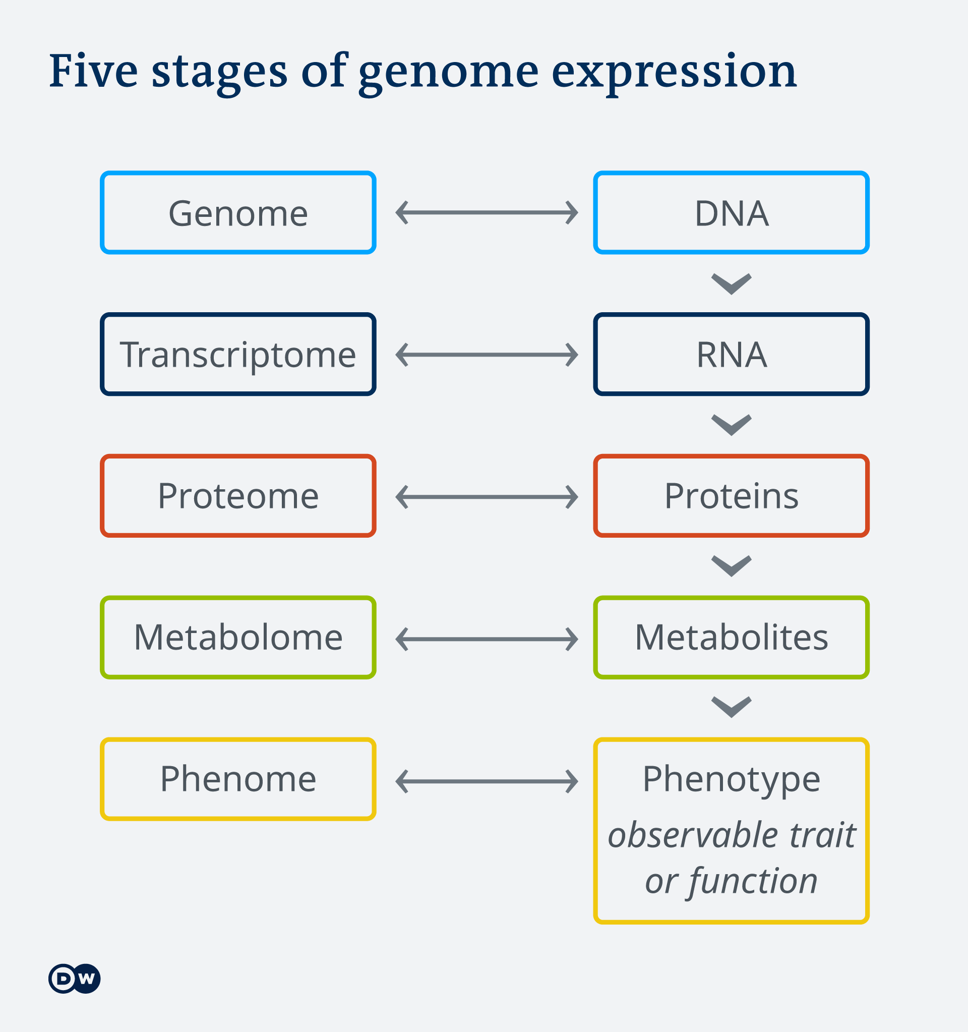 How Do Proteins Relate To Traits / Gene Expression Wikipedia An