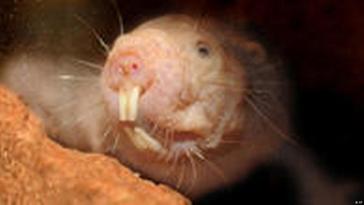 Recolectar 87+ images desert mole rat Viaterra.mx