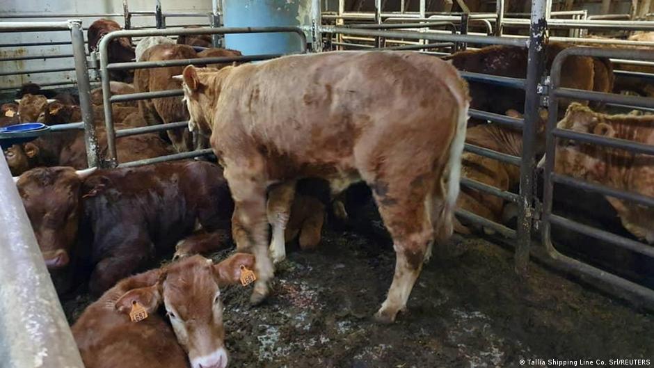 Cuba eases ban on cattle slaughter, beef sales DW 04/19/2021