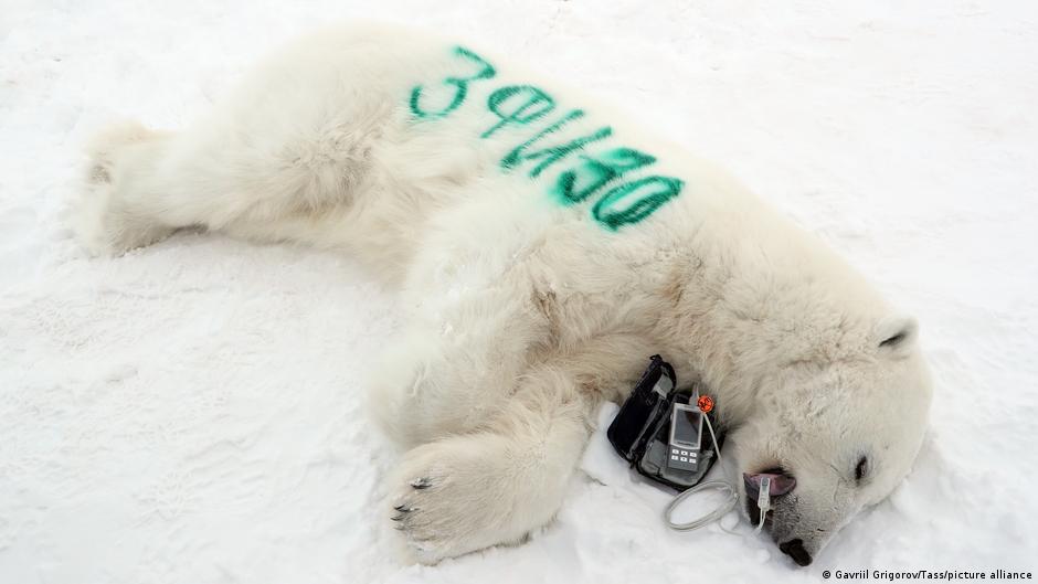 Animals affected by climate change? DW 04/23/2021