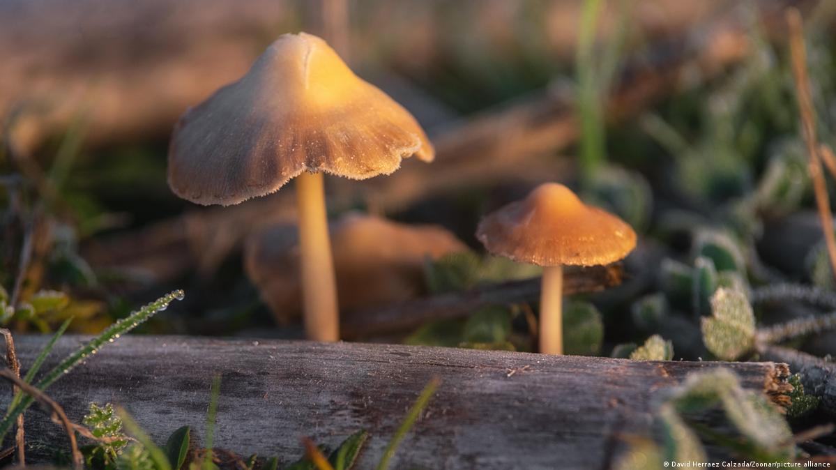 Trial shows psilocybin could help treat depression DW 11/03/2022