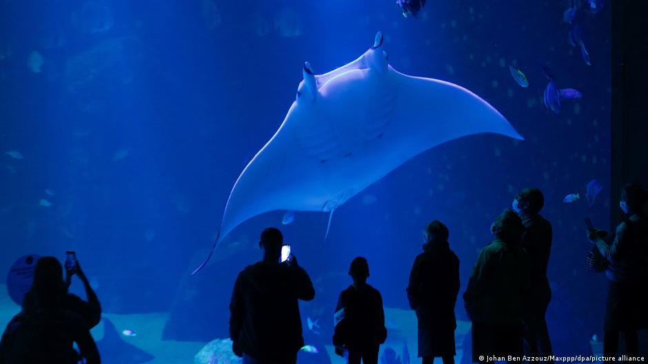 Europe's largest aquarium DW 07/07/2021