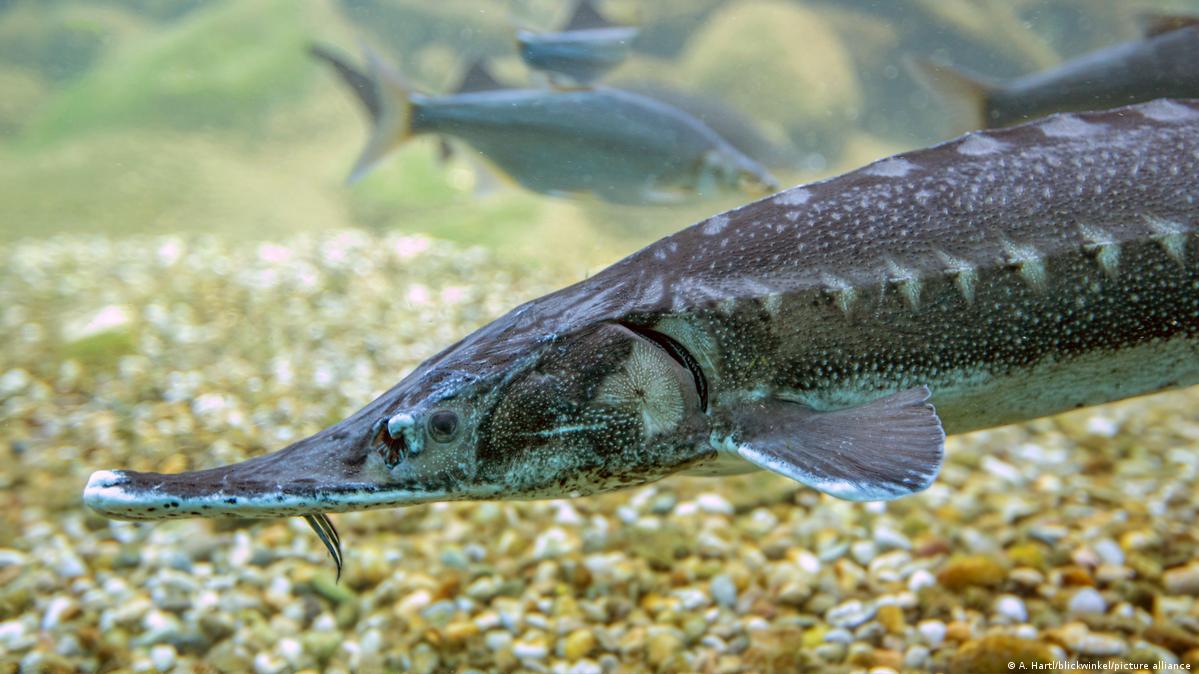 Dams threaten rare sturgeon DW 08/11/2021